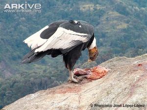 andean-condor-feeding.jpg?w=300&h=225